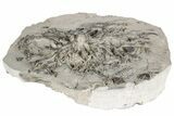 Fossil Crinoid (Eucalyptocrinites) Holdfast - Indiana #198718-2